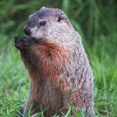 groundhog reinforcements