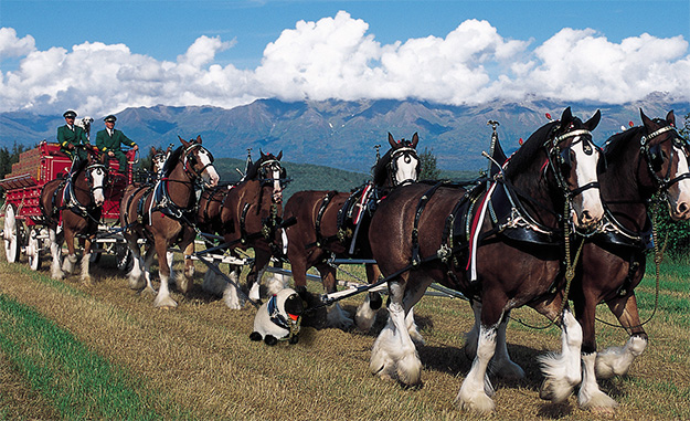 Clydesdales